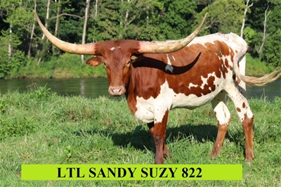 LTL SANDY  SUZY 822